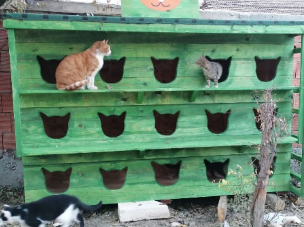 Building dog and cat shelters in Turkey